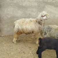 شیشک قوچ دوبر ترکی