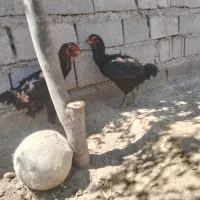 مرغ  افغان اصیل