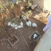 بوقلمون بیوتی خانگی ارگانیک