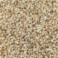 بذر درجه یک|گل و گیاه طبیعی|الیگودرز, |دیوار