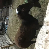 گوسفندهای افشار بروجرد|حیوانات مزرعه|قائمشهر, |دیوار