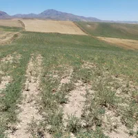 زمین کشاورزی دیم 16000هزارمترمرگورروستای سه گرکان|فروش دفتر صنعتی، کشاورزی، تجاری|ارومیه, |دیوار