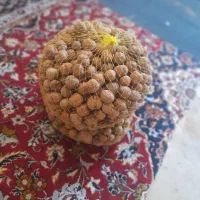 گردو درشت یک دست ارسال تویسرکان
