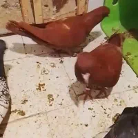 یک جفت قره طاوسی