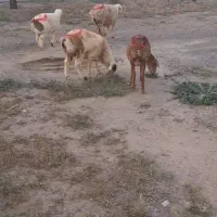 ۵میش بره درشت    و. بز د و قلو   اسفدن