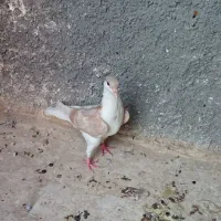 دو تا صید|پرنده|مشهد, کوشش|دیوار