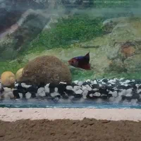 ماهی فایتر ماده|ماهی|رباط‌کریم, رباط‌کریم|دیوار