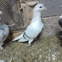 کبوتر|پرنده|تربت جام, جامرود|دیوار