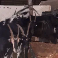 16راس بز خلج ابستن