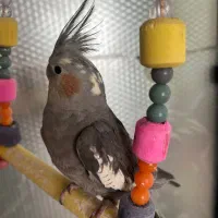 عروس هلندی ۵ ماهه