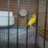 نر و ماده زرد اماده|پرنده|شاهینشهر, گزبرخوار|دیوار