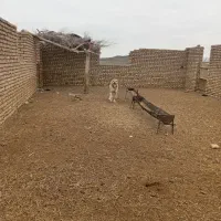 سگ درشت|سگ|بردسکن, |دیوار