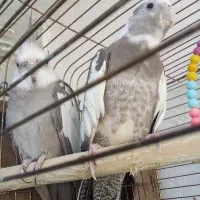 تخم گذاشتن|پرنده|مسجد سلیمان, |دیوار