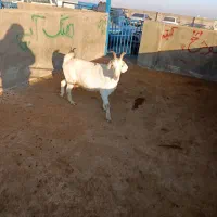 بزسانن|حیوانات مزرعه|تربت جام, کاریز نو سفلی|دیوار