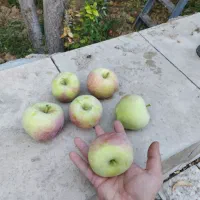 سیب|حراج|شیراز, مبعث|دیوار