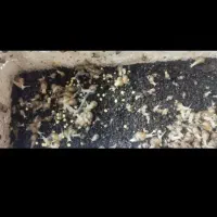 حلزون تعدادی هست