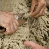پشم گوسفند