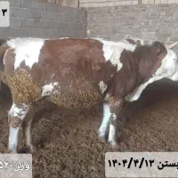 ۶عدد تلیسه|حیوانات مزرعه|زاغه, |دیوار