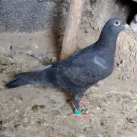 سه تا کفتر پرشی|پرنده|چناران, |دیوار