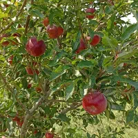 زمین سر درختی