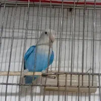 یک جفت کوتوله یک جفت فنچ یک عددطوطی کتوله