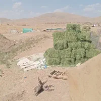 یونجه درجه یک