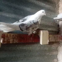 کبوتر سفید پشتار تهرونی