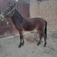 قاطر قودو|حیوانات مزرعه|لاران, |دیوار