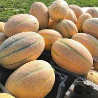 شراکت در کاشت خربزه