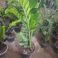 گل آپارتمانی زاموفولیا سوپر بلک سیاه|گل و گیاه طبیعی|شیراز, نصرآباد|دیوار