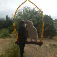 انواع تاب و نردبان و نشیمنگاه و گردنی و... پرندگان