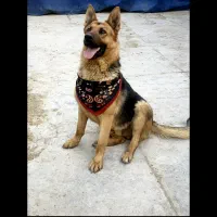 ژرمن اصیل جهت جفت