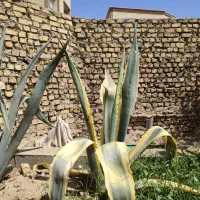 کاکتوس غول پیکر|گل و گیاه طبیعی|اصفهان, آفاران|دیوار