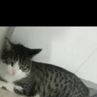 گمشده ۳۰روز|حیوانات|چناران, |دیوار