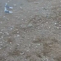 ۳ عدد کفتر و یک عدد خروس محلی سفید خوشگل