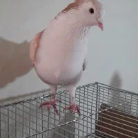 کبوتر دمگیر