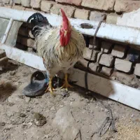 ۳تا خروس محلی