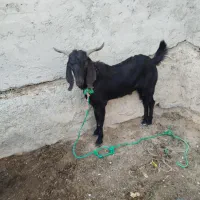 سه تا بز فروشی دوتا ماده یکی نر|حیوانات مزرعه|پارود, |دیوار