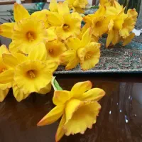 گل نرگس|گل مصنوعی|تهران, اوقاف|دیوار