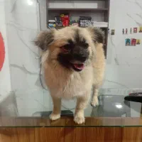 پامر روباهی