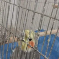 عروس هلندی|پرنده|اسدآباد, |دیوار