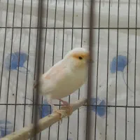 فروش قناری موزاییکی نر