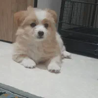 پامرین میکس.واگذاری