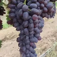 انبه اناناس آلبالو گیلاس هلو کیوی گردو بلوبری