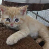 دو عدد گربه پرشین|گربه|زاهدان, |دیوار