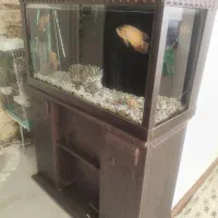 آکواریوم باپایه وماهی