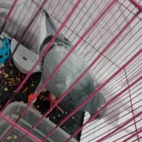 جفت سبز عطیقه