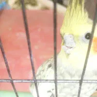 هلندی نر