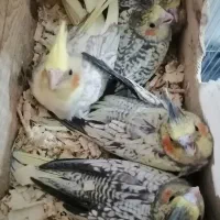 جوجه عروس هلندی یه ماهه