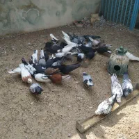 فروش کبوتر|پرنده|قشم, |دیوار